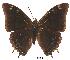  (Charaxes fionae02 - BC-EV0083)  @14 [ ] Unspecified (default): All Rights Reserved  Unspecified Unspecified