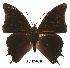  (Charaxes sidamo - BC-EV0089)  @14 [ ] Unspecified (default): All Rights Reserved  Unspecified Unspecified