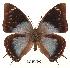  (Charaxes gerdae - BC-EV0091)  @14 [ ] Unspecified (default): All Rights Reserved  Unspecified Unspecified