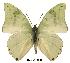  (Charaxes subornatus couilloudi - BC-EV0148)  @14 [ ] Unspecified (default): All Rights Reserved  Unspecified Unspecified