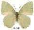  (Charaxes minor - BC-EV0155)  @14 [ ] Unspecified (default): All Rights Reserved  Unspecified Unspecified