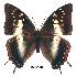  (Charaxes mccleeryi - BC-EV0157)  @14 [ ] Unspecified (default): All Rights Reserved  Unspecified Unspecified