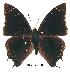  (Charaxes berkleyi - BC-EV0158)  @13 [ ] Unspecified (default): All Rights Reserved  Unspecified Unspecified