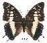  (Charaxes petersi - BC-EV0165)  @14 [ ] Unspecified (default): All Rights Reserved  Unspecified Unspecified