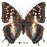  (Charaxes variata - BC-EV0167)  @14 [ ] Unspecified (default): All Rights Reserved  Unspecified Unspecified