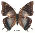  (Charaxes williami - BC-EV0169)  @14 [ ] Unspecified (default): All Rights Reserved  Unspecified Unspecified