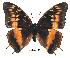  (Charaxes basquini - BC-EV0179)  @14 [ ] Unspecified (default): All Rights Reserved  Unspecified Unspecified