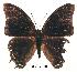  (Charaxes loandae - BC-EV0180)  @13 [ ] Unspecified (default): All Rights Reserved  Unspecified Unspecified