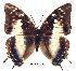  (Charaxes contrarius - BC-EV0200)  @14 [ ] Unspecified (default): All Rights Reserved  Unspecified Unspecified