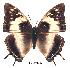  (Charaxes ethalion littoralis - BC-EV0202)  @14 [ ] Unspecified (default): All Rights Reserved  Unspecified Unspecified