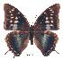  (Charaxes plantroui gui01 - BC-EV0211)  @15 [ ] Unspecified (default): All Rights Reserved  Unspecified Unspecified