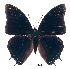  (Charaxes etheocles ang01 - BC-EV0220)  @14 [ ] Unspecified (default): All Rights Reserved  Unspecified Unspecified