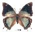  (Charaxes howarthi kat01 - BC-EV0228)  @14 [ ] Unspecified (default): All Rights Reserved  Unspecified Unspecified