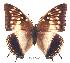  (Charaxes catachrous01 - BC-EV0236)  @14 [ ] Unspecified (default): All Rights Reserved  Unspecified Unspecified