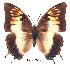  (Charaxes ethalion nyanzae - BC-EV0241)  @14 [ ] Unspecified (default): All Rights Reserved  Unspecified Unspecified