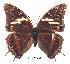  (Charaxes chepulungu2 - BC-EV0263)  @13 [ ] Unspecified (default): All Rights Reserved  Unspecified Unspecified