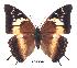  (Charaxes cedreatis gui02 - BC-EV0265)  @14 [ ] Unspecified (default): All Rights Reserved  Unspecified Unspecified