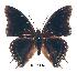  (Charaxes cedreatis ang01 - BC-EV0273)  @14 [ ] Unspecified (default): All Rights Reserved  Unspecified Unspecified