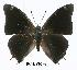  (Charaxes chintechi - BC-EV0296)  @14 [ ] Unspecified (default): All Rights Reserved  Unspecified Unspecified