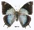  (Charaxes phaeus - BC-EV0301)  @14 [ ] Unspecified (default): All Rights Reserved  Unspecified Unspecified