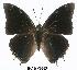  (Charaxes jolyana - BC-EV0303)  @14 [ ] Unspecified (default): All Rights Reserved  Unspecified Unspecified