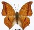  (Charaxes nichetes leoninus - BC-EV0306)  @13 [ ] Unspecified (default): All Rights Reserved  Unspecified Unspecified