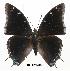  (Charaxes viola viola - BC-EV0315)  @14 [ ] Unspecified (default): All Rights Reserved  Unspecified Unspecified