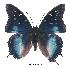  (Charaxes blandae - BC-EV0317)  @14 [ ] Unspecified (default): All Rights Reserved  Unspecified Unspecified