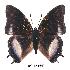  (Charaxes baumanni interposita - BC-EV0340)  @14 [ ] Unspecified (default): All Rights Reserved  Unspecified Unspecified