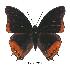  (Charaxes anticlea - BC-EV0346)  @14 [ ] Unspecified (default): All Rights Reserved  Unspecified Unspecified