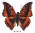  (Charaxes nichetes leopardinus - BC-EV0360)  @15 [ ] Unspecified (default): All Rights Reserved  Unspecified Unspecified