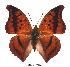  (Charaxes nichetes pantherinus - BC-EV0363)  @14 [ ] Unspecified (default): All Rights Reserved  Unspecified Unspecified