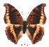  (Charaxes nichetes ssese - BC-EV0369)  @14 [ ] Unspecified (default): All Rights Reserved  Unspecified Unspecified