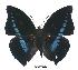  (Charaxes porthos - BC-EV0374)  @14 [ ] Unspecified (default): All Rights Reserved  Unspecified Unspecified