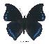  (Charaxes lycurgus - BC-EV0376)  @14 [ ] Unspecified (default): All Rights Reserved  Unspecified Unspecified