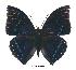  (Charaxes zelica zelica - BC-EV0380)  @14 [ ] Unspecified (default): All Rights Reserved  Unspecified Unspecified