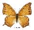  (Charaxes pleione pleione - BC-EV0388)  @15 [ ] Unspecified (default): All Rights Reserved  Unspecified Unspecified