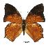  (Charaxes paphianus - BC-EV0389)  @15 [ ] Unspecified (default): All Rights Reserved  Unspecified Unspecified