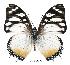  (Charaxes lydiae - BC-EV0396)  @14 [ ] Unspecified (default): All Rights Reserved  Unspecified Unspecified