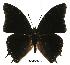  (Charaxes oubangiensis gab01 - BC-EV0418)  @14 [ ] Unspecified (default): All Rights Reserved  Unspecified Unspecified