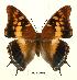  (Charaxes guderiana - BC-EV0445)  @15 [ ] Unspecified (default): All Rights Reserved  Unspecified Unspecified