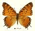  (Charaxes jahlusa argynides - BC-EV0447)  @14 [ ] Unspecified (default): All Rights Reserved  Unspecified Unspecified