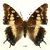  (Charaxes rabaiensis - BC-EV0452)  @15 [ ] Unspecified (default): All Rights Reserved  Unspecified Unspecified