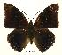  (Charaxes mixtus - BC-EV0461)  @13 [ ] Unspecified (default): All Rights Reserved  Unspecified Unspecified