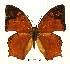  (Charaxes pleione congoensis - BC-EV0464)  @15 [ ] Unspecified (default): All Rights Reserved  Unspecified Unspecified