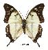  (Charaxes ehmckei - BC-EV0481)  @14 [ ] Unspecified (default): All Rights Reserved  Unspecified Unspecified