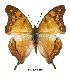  (Charaxes zoolina zoolina - BC-EV0485)  @14 [ ] Unspecified (default): All Rights Reserved  Unspecified Unspecified