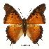  (Charaxes jahlusa mafiae - BC-EV0488)  @14 [ ] Unspecified (default): All Rights Reserved  Unspecified Unspecified