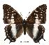  (Charaxes etheocles tan01 - BC-EV0496)  @14 [ ] Unspecified (default): All Rights Reserved  Unspecified Unspecified