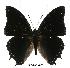  (Charaxes etheocles tan02 - BC-EV0497)  @14 [ ] Unspecified (default): All Rights Reserved  Unspecified Unspecified